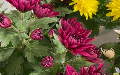 Kilka słów o chryzantemach